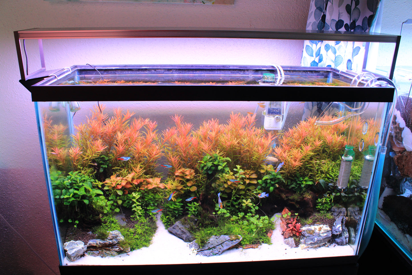 Rotala Rotundifolia
