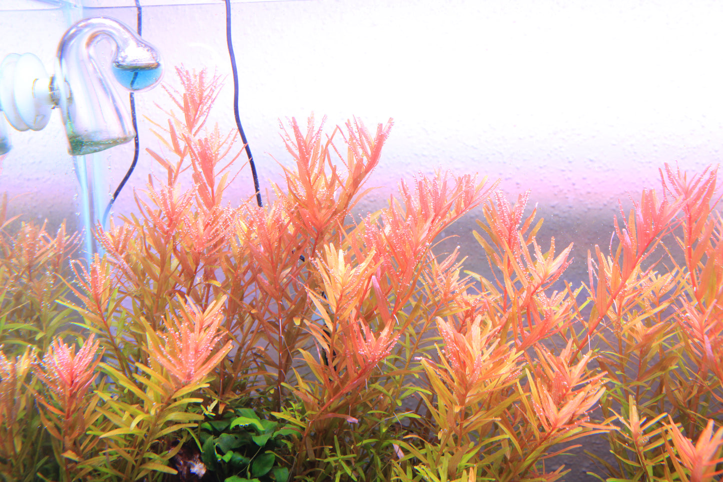 Rotala Rotundifolia