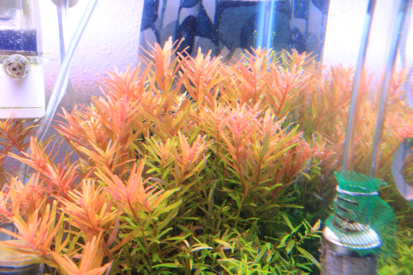 Rotala Rotundifolia