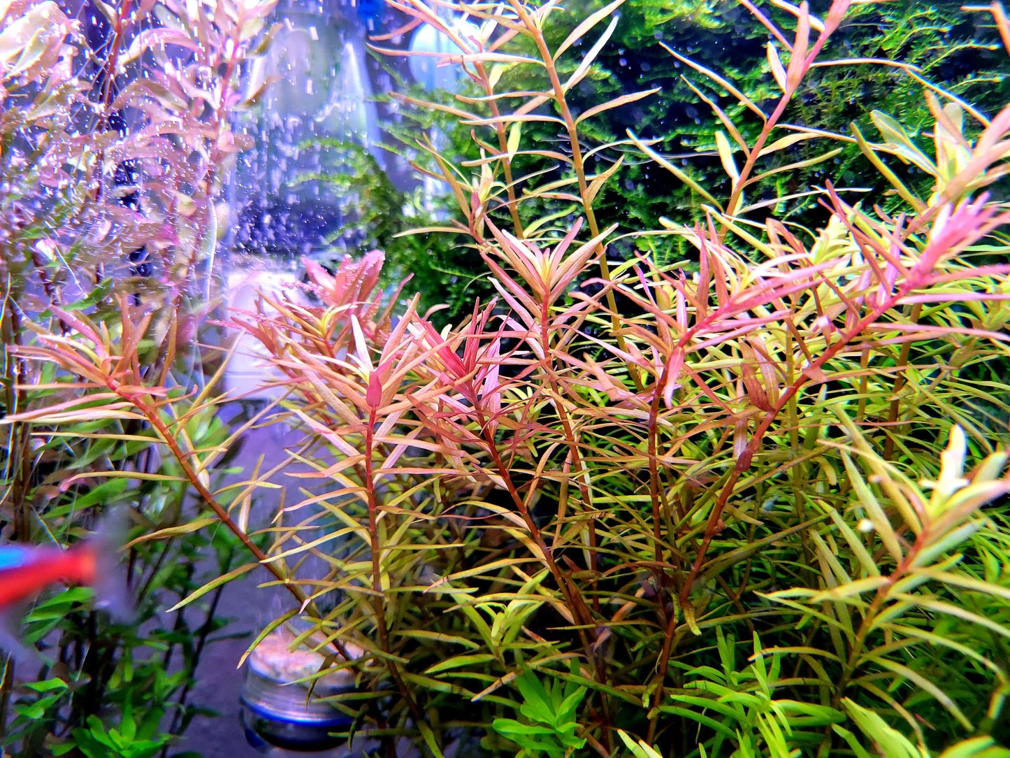 Rotala Super Red/ Rotala H'ra