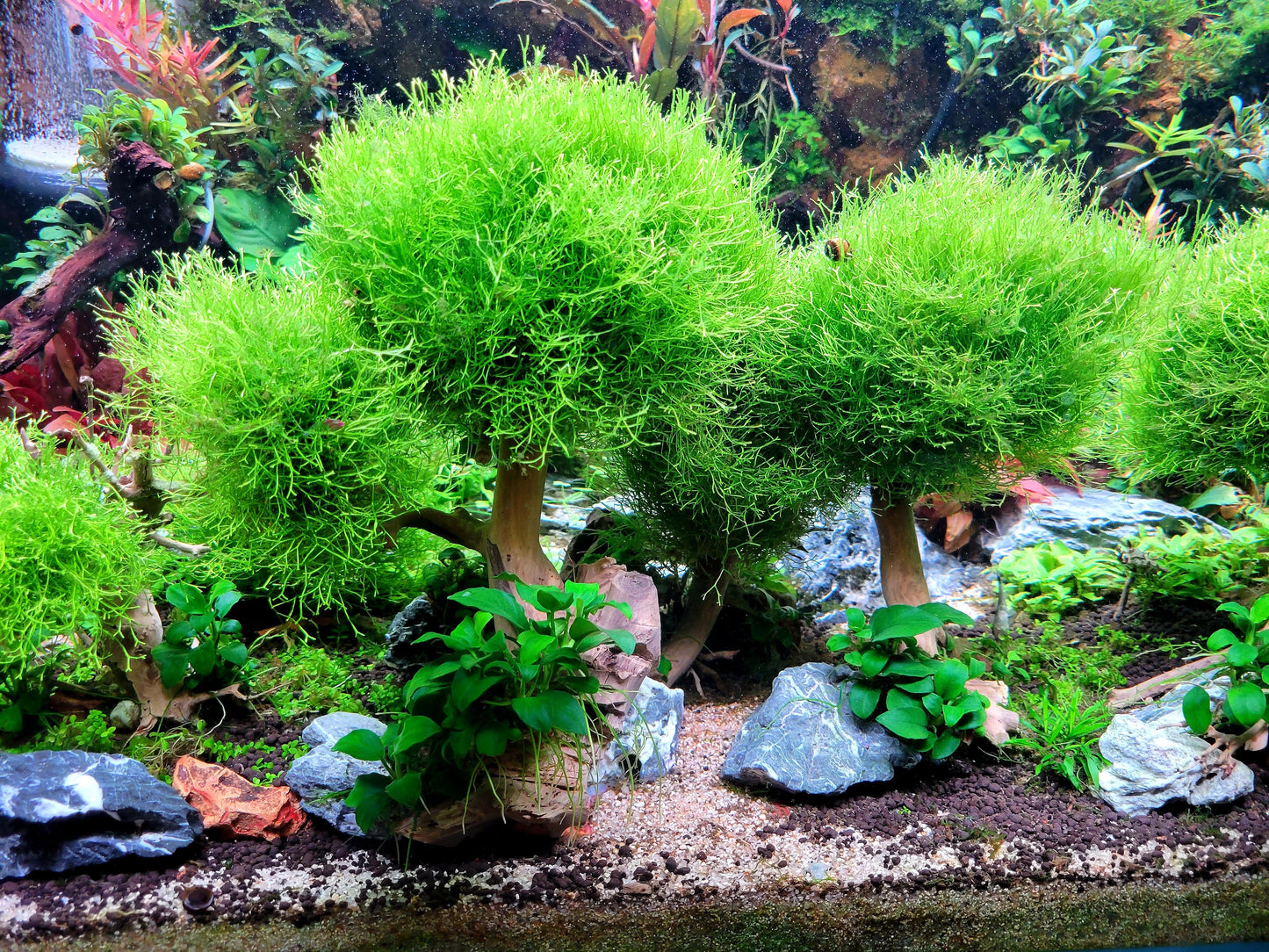 Riccia Fluitans/ Floating Crystalwort