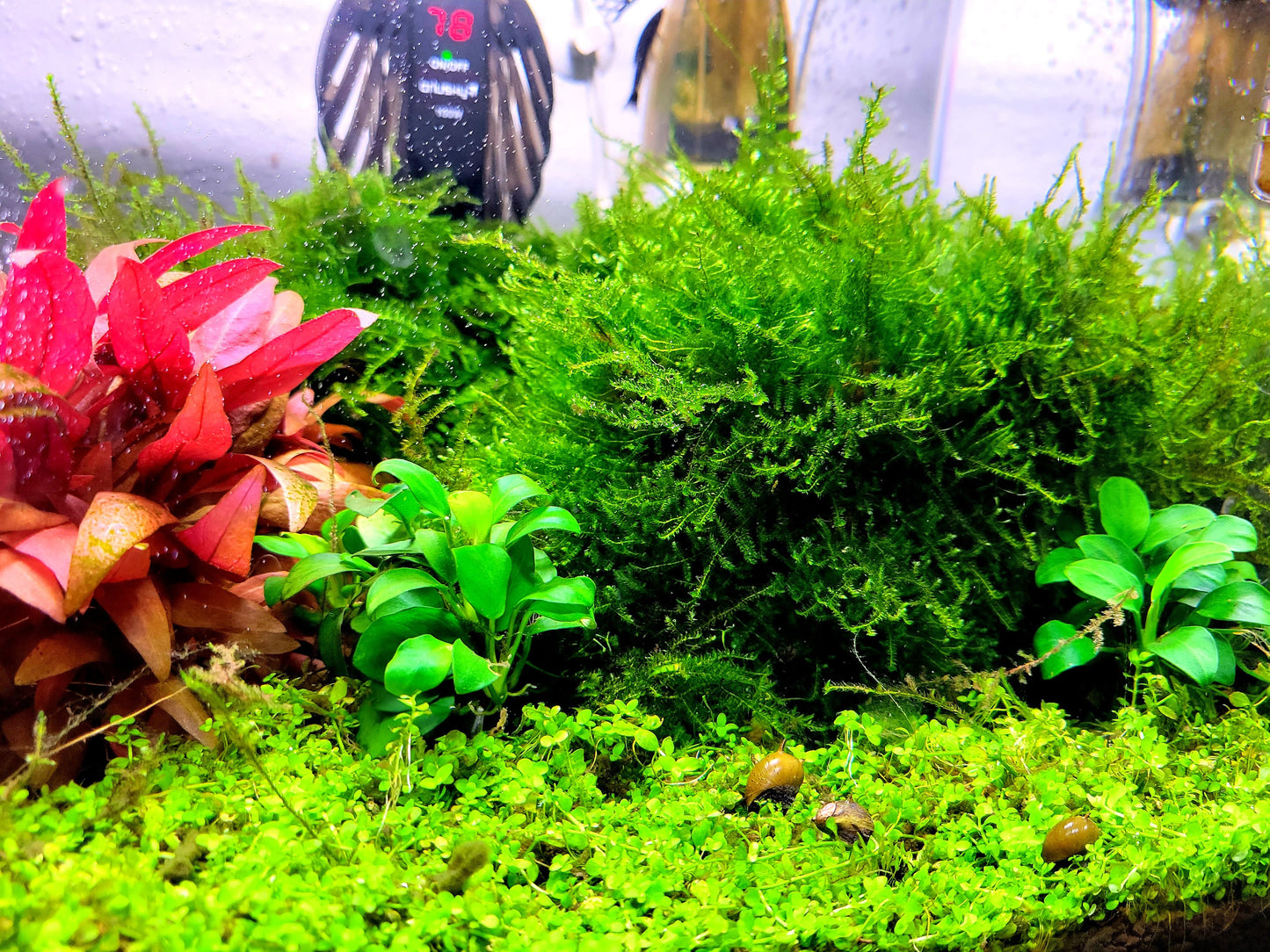 Weeping moss/ Vesicularia ferriei