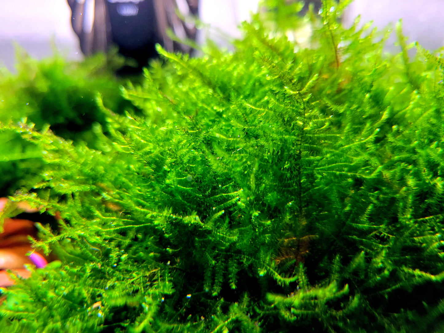 Weeping moss/ Vesicularia ferriei