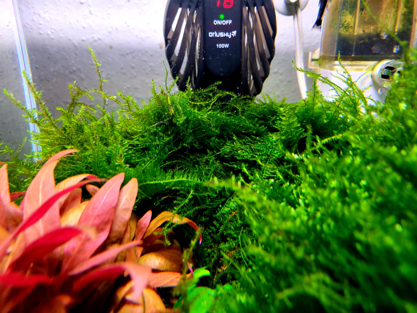 Weeping moss/ Vesicularia ferriei