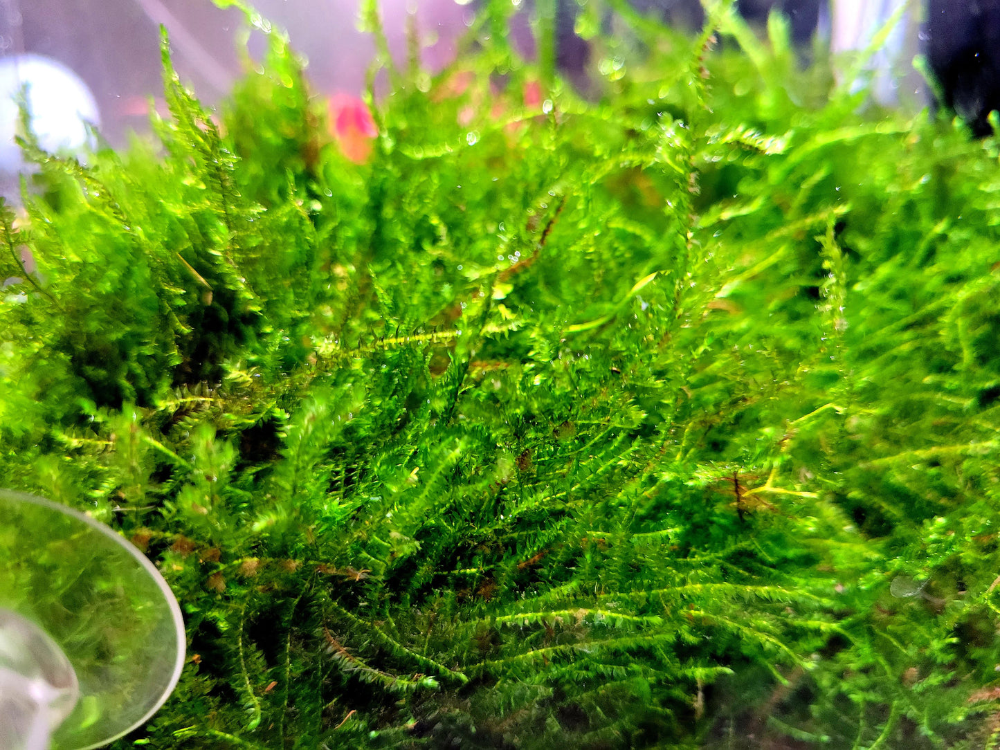 Weeping moss/ Vesicularia ferriei