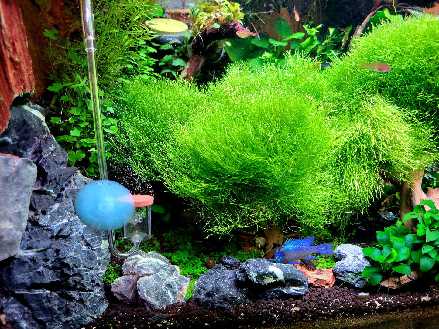Riccia Fluitans/ Floating Crystalwort