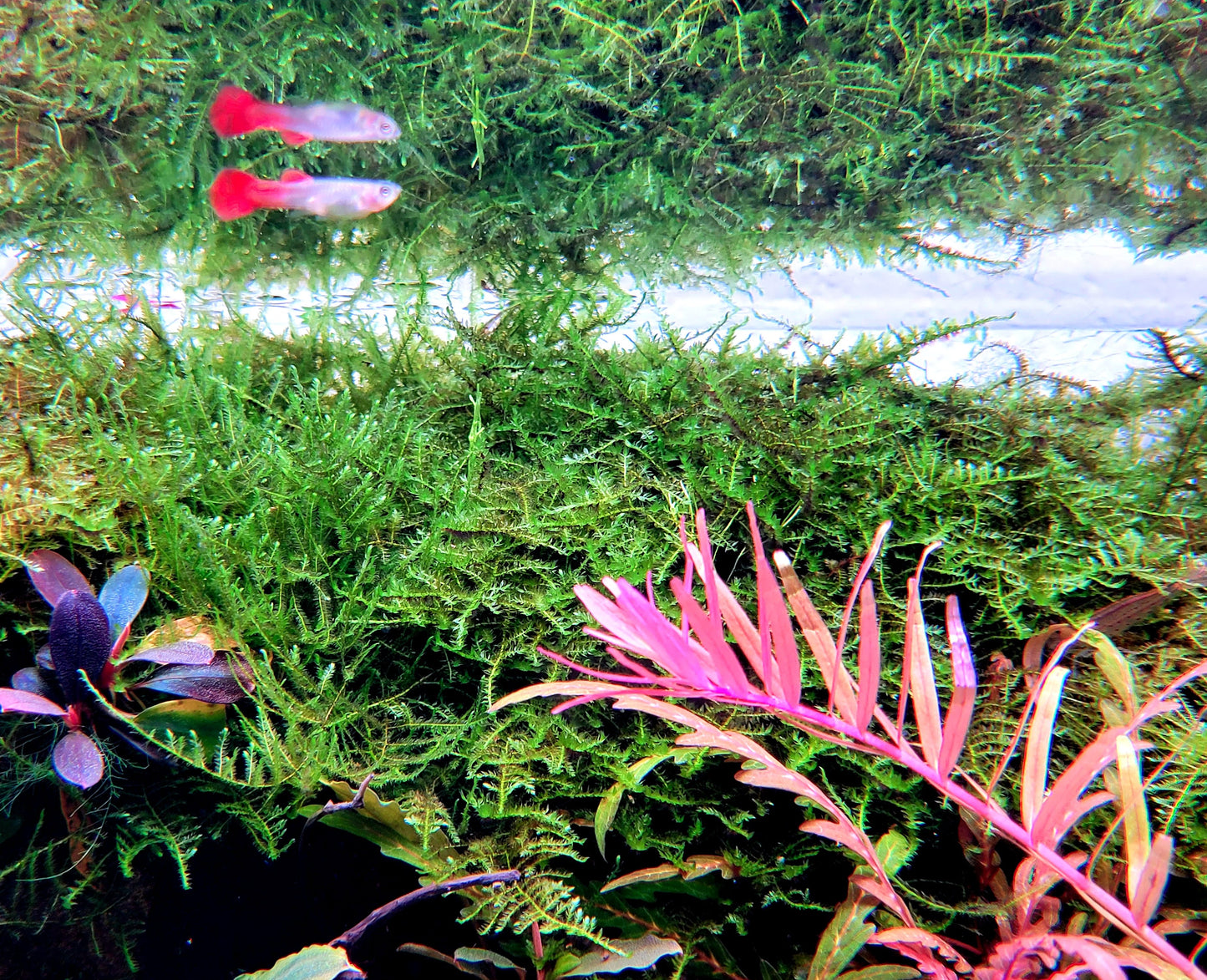 Weeping moss/ Vesicularia ferriei