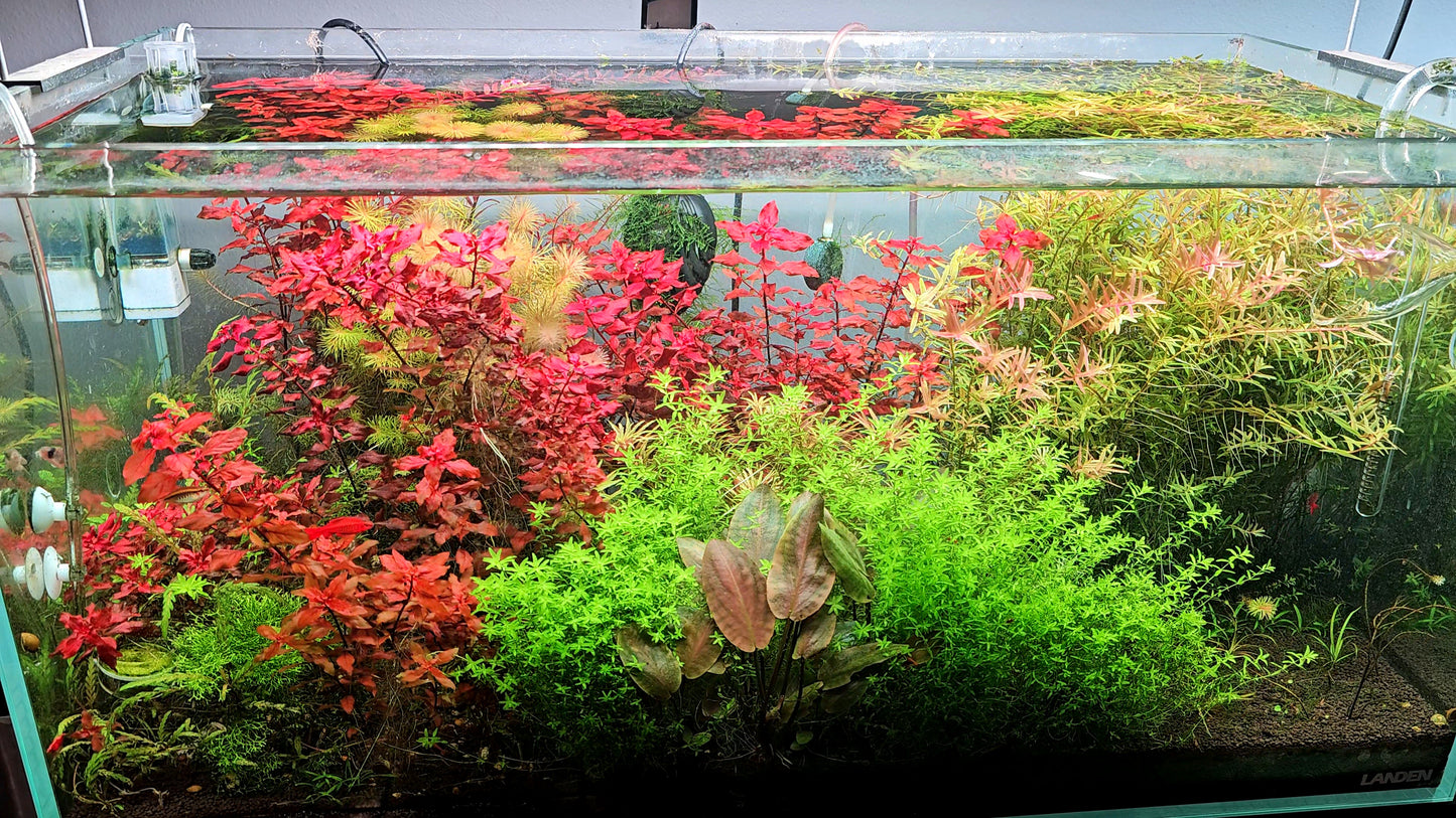 Ludwigia Natans/ Ludwigia Super Red