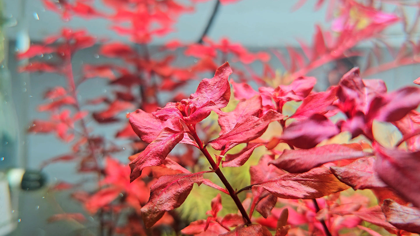 Ludwigia Natans/ Ludwigia Super Red