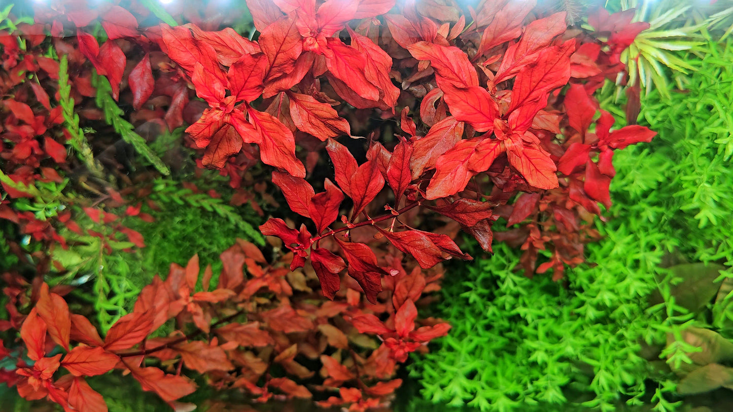 Ludwigia Natans/ Ludwigia Super Red