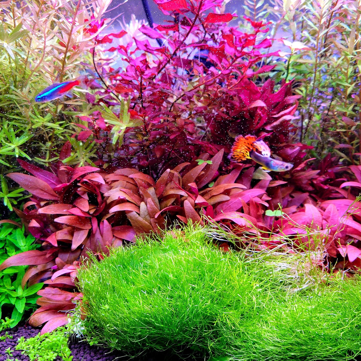 Riccia Fluitans/ Floating Crystalwort
