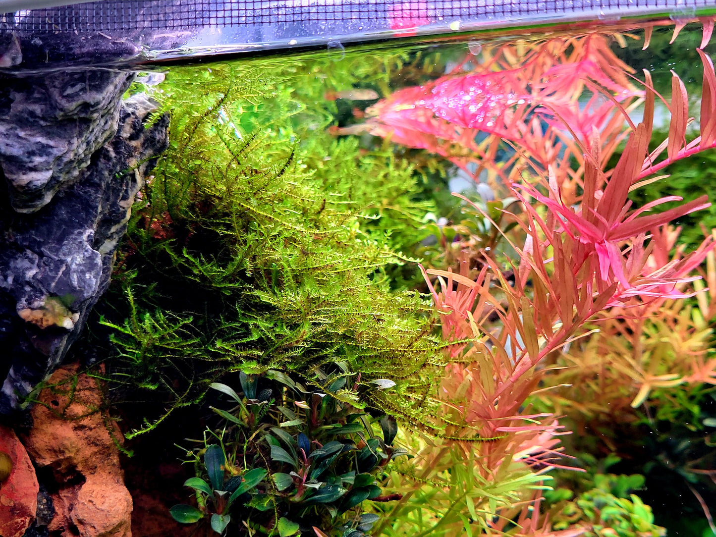 Weeping moss/ Vesicularia ferriei