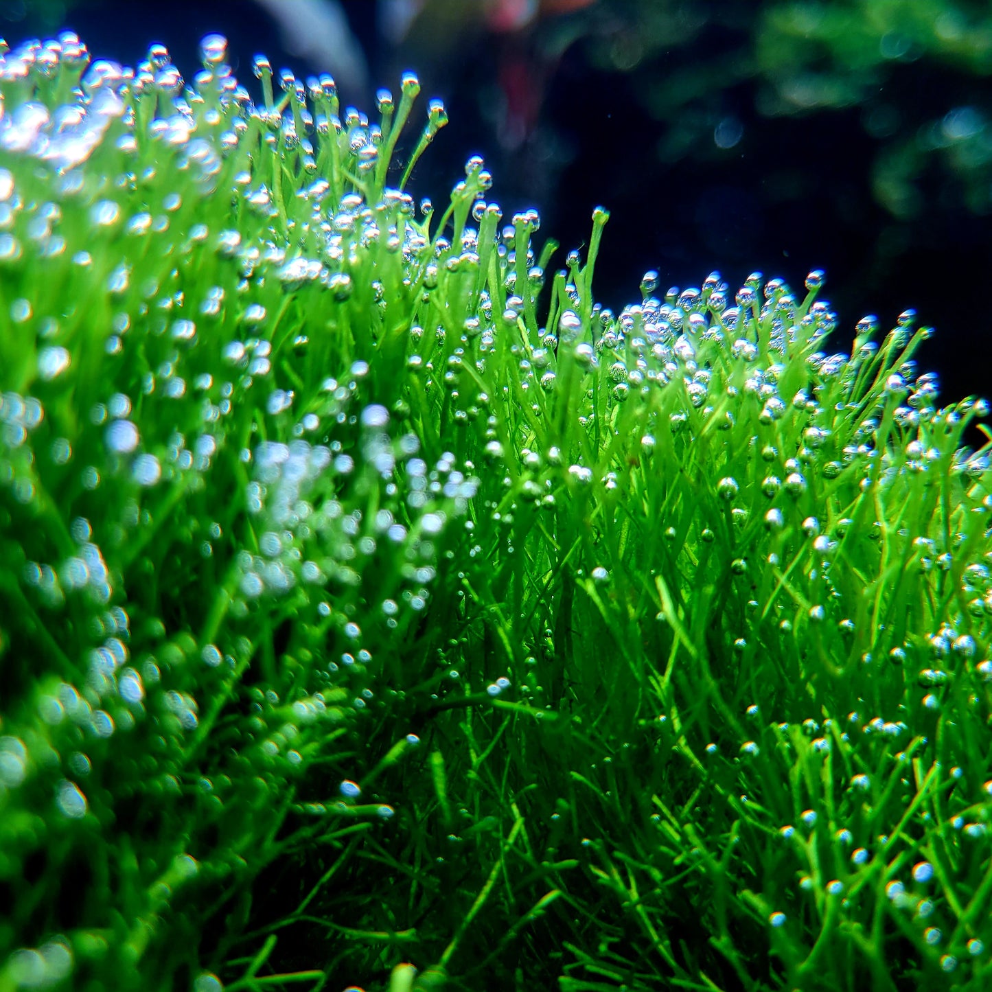 Riccia Fluitans/ Floating Crystalwort