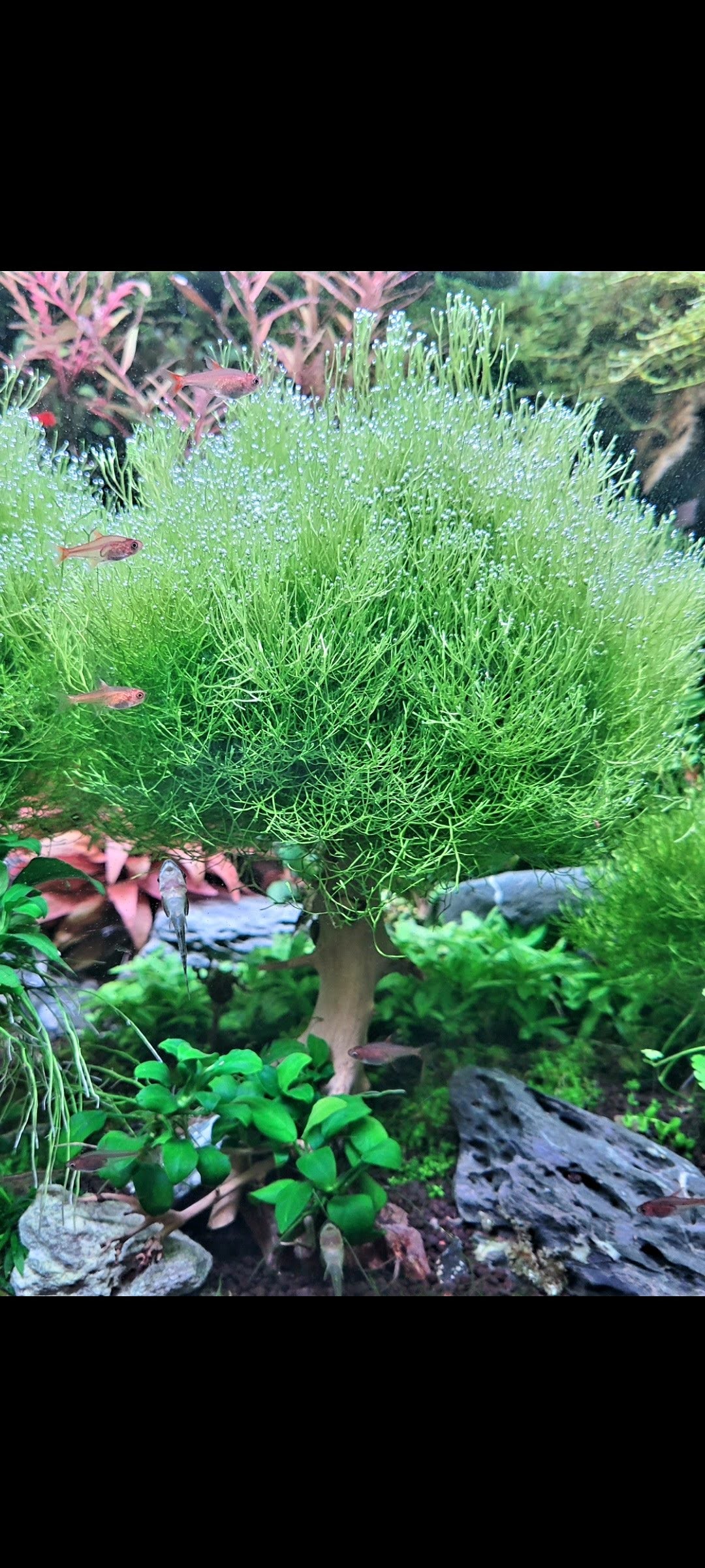 Riccia Fluitans/ Floating Crystalwort