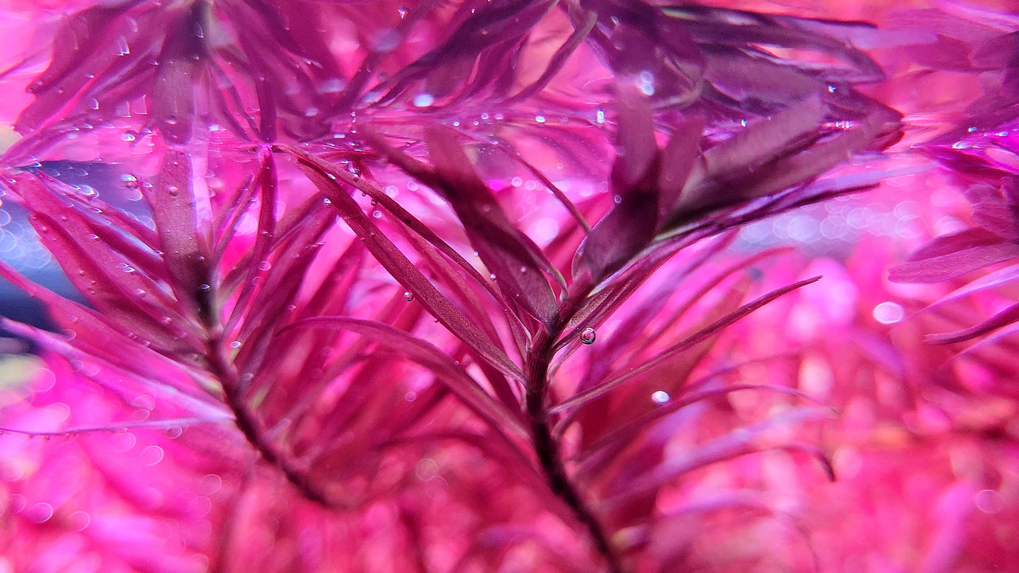 Rotala Narrow Leaf Sp. Red