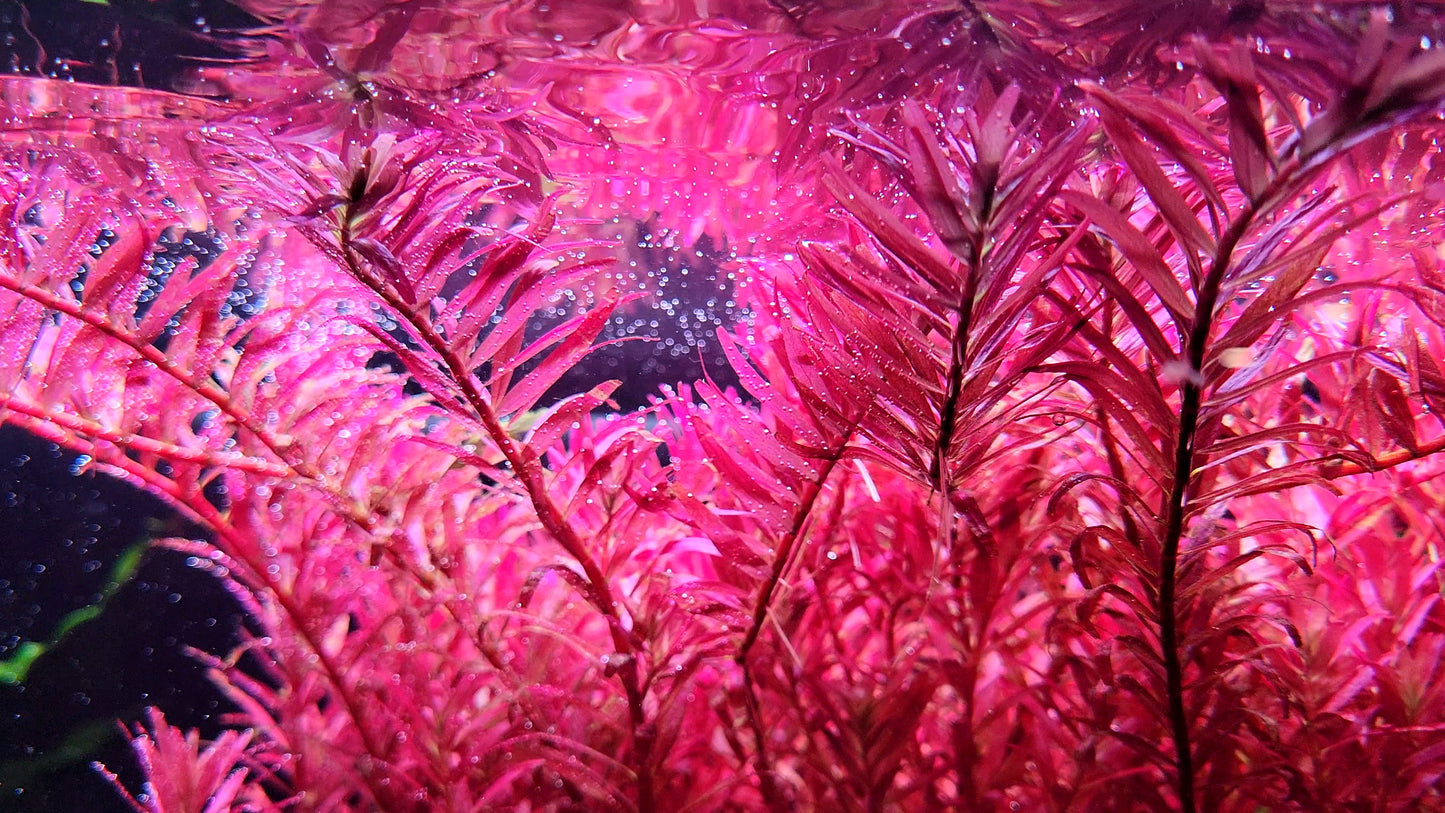 Rotala Narrow Leaf Sp. Red