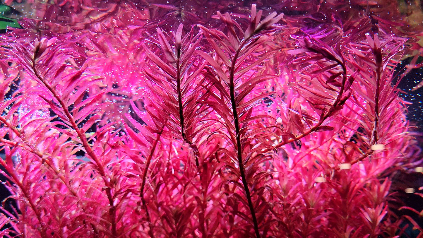 Rotala Narrow Leaf Sp. Red