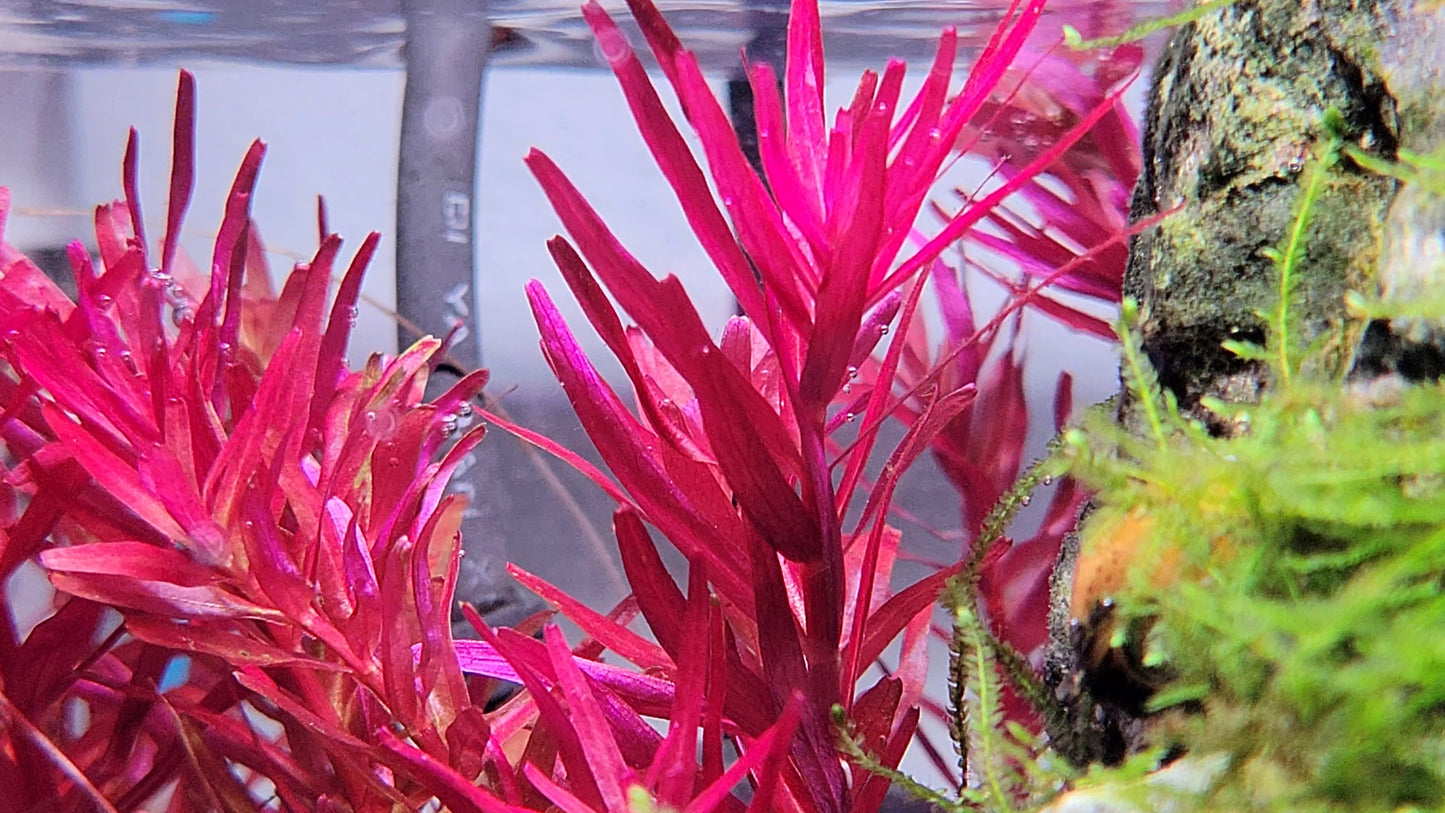 Rotala Narrow Leaf Sp. Red