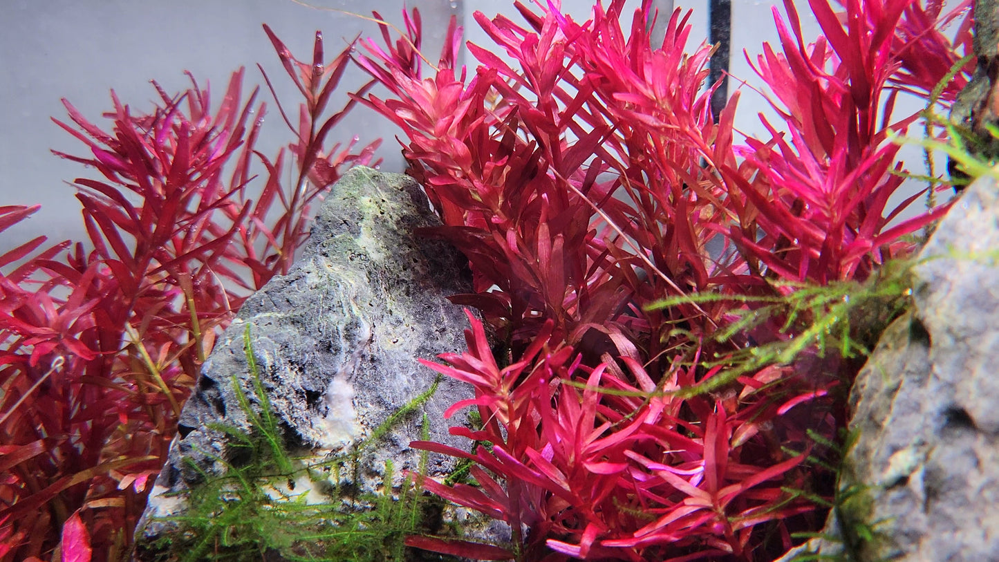 Rotala Narrow Leaf Sp. Red