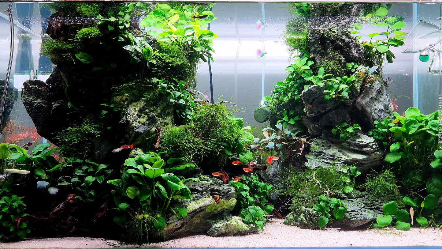 Anubias Nana Petite