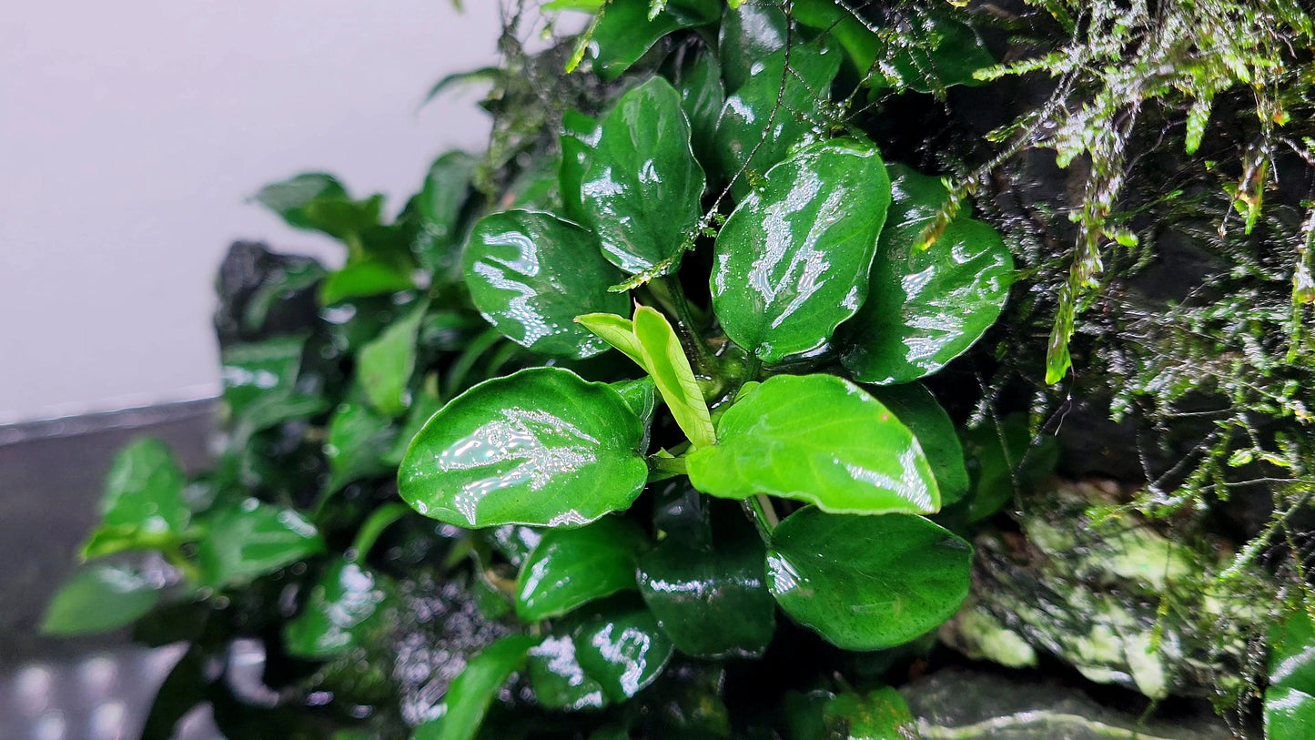 Anubias Nana Petite