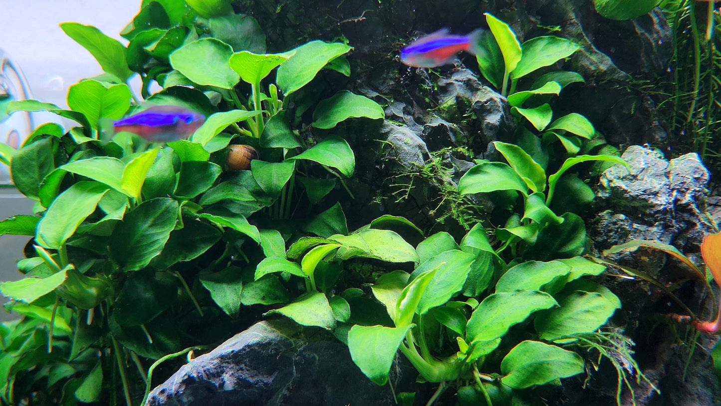Anubias Nana Petite
