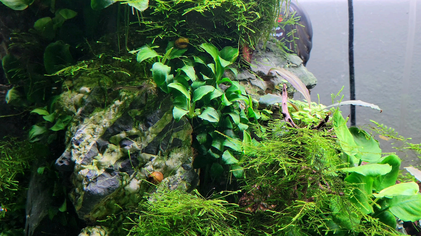 Anubias Nana Petite