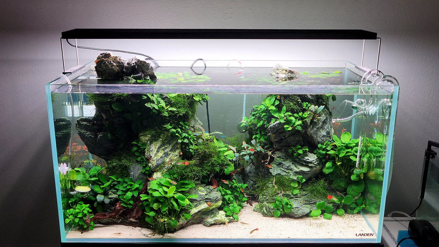 Anubias Nana Petite