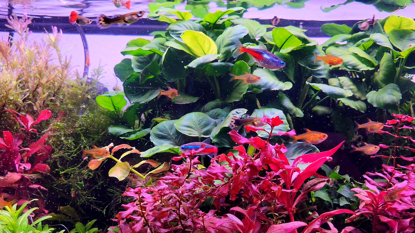 Anubias Barteri Round Leaf