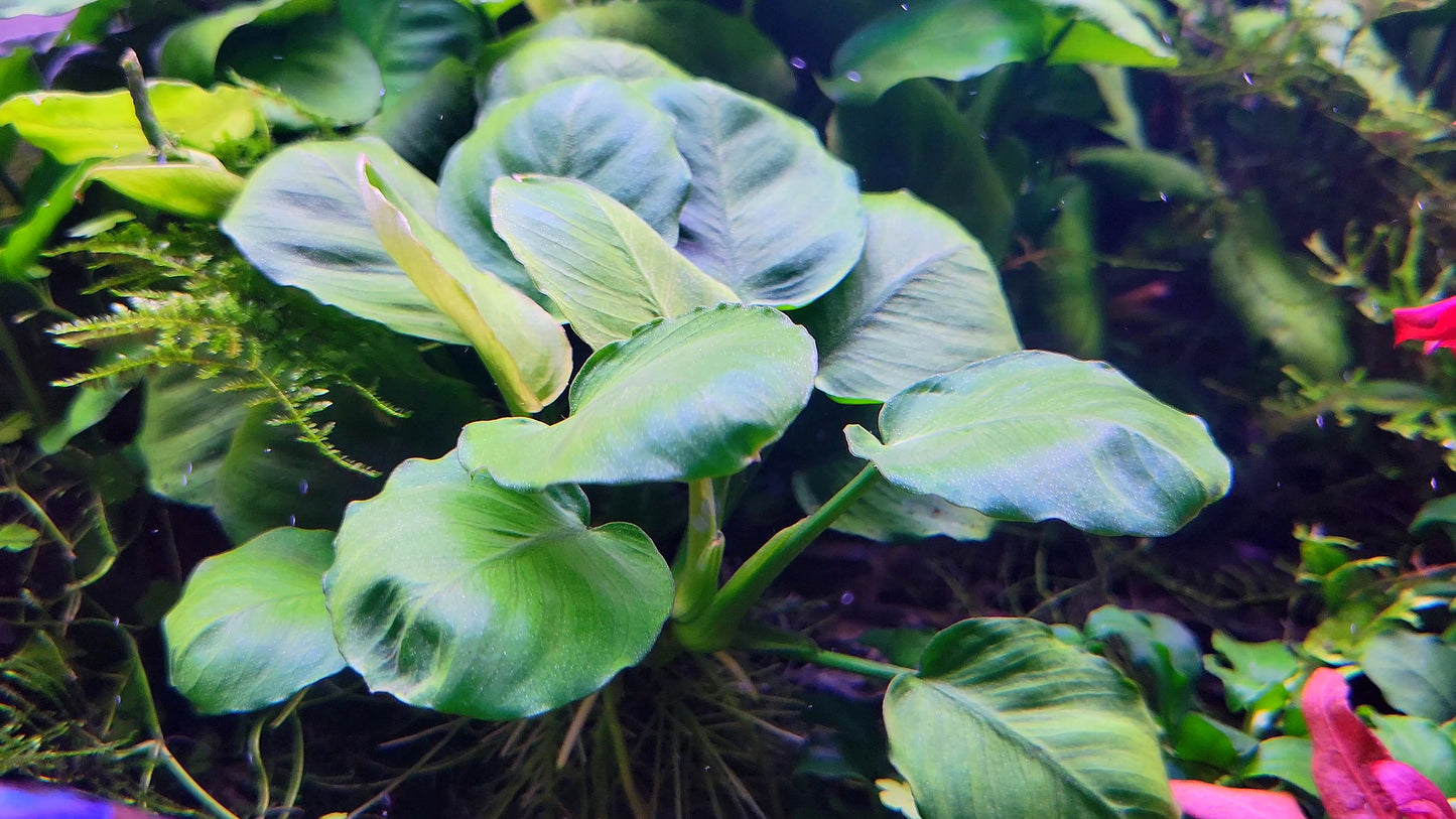 Anubias Barteri Round Leaf