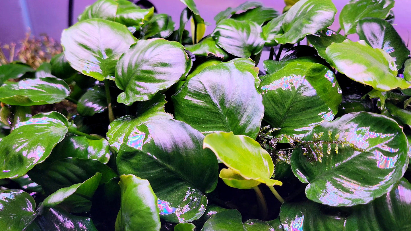 Anubias Barteri Round Leaf