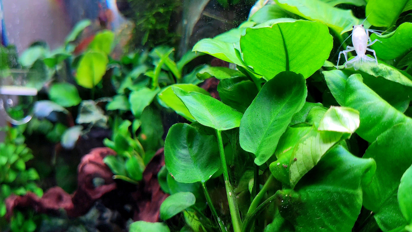 Anubias Barteri Round Leaf