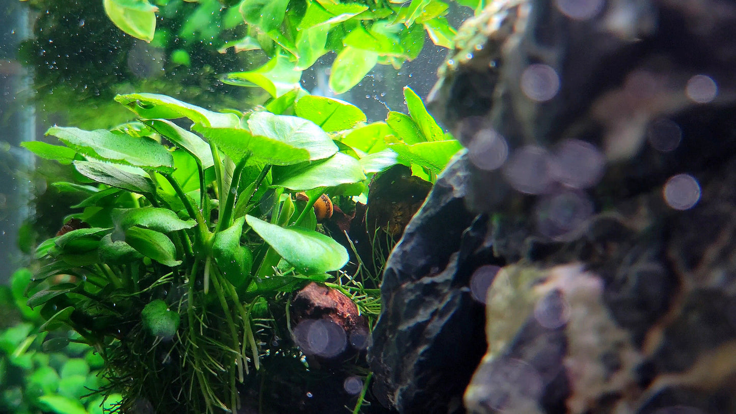 Anubias Barteri Round Leaf