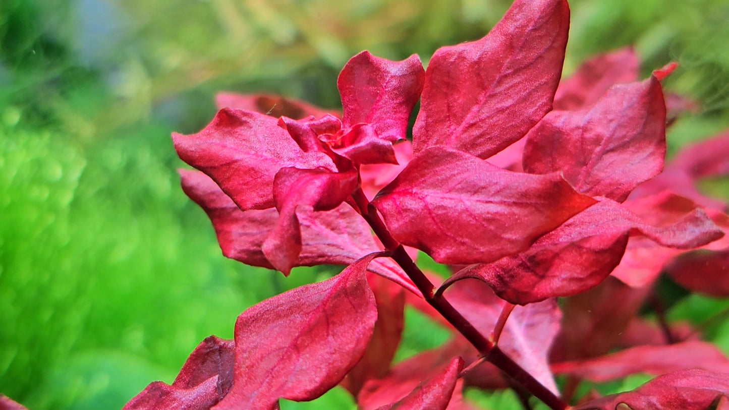 Ludwigia Natans/ Ludwigia Super Red