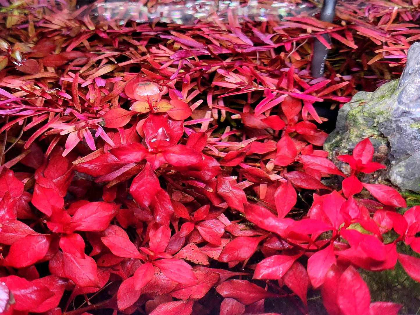 Ludwigia Natans/ Ludwigia Super Red