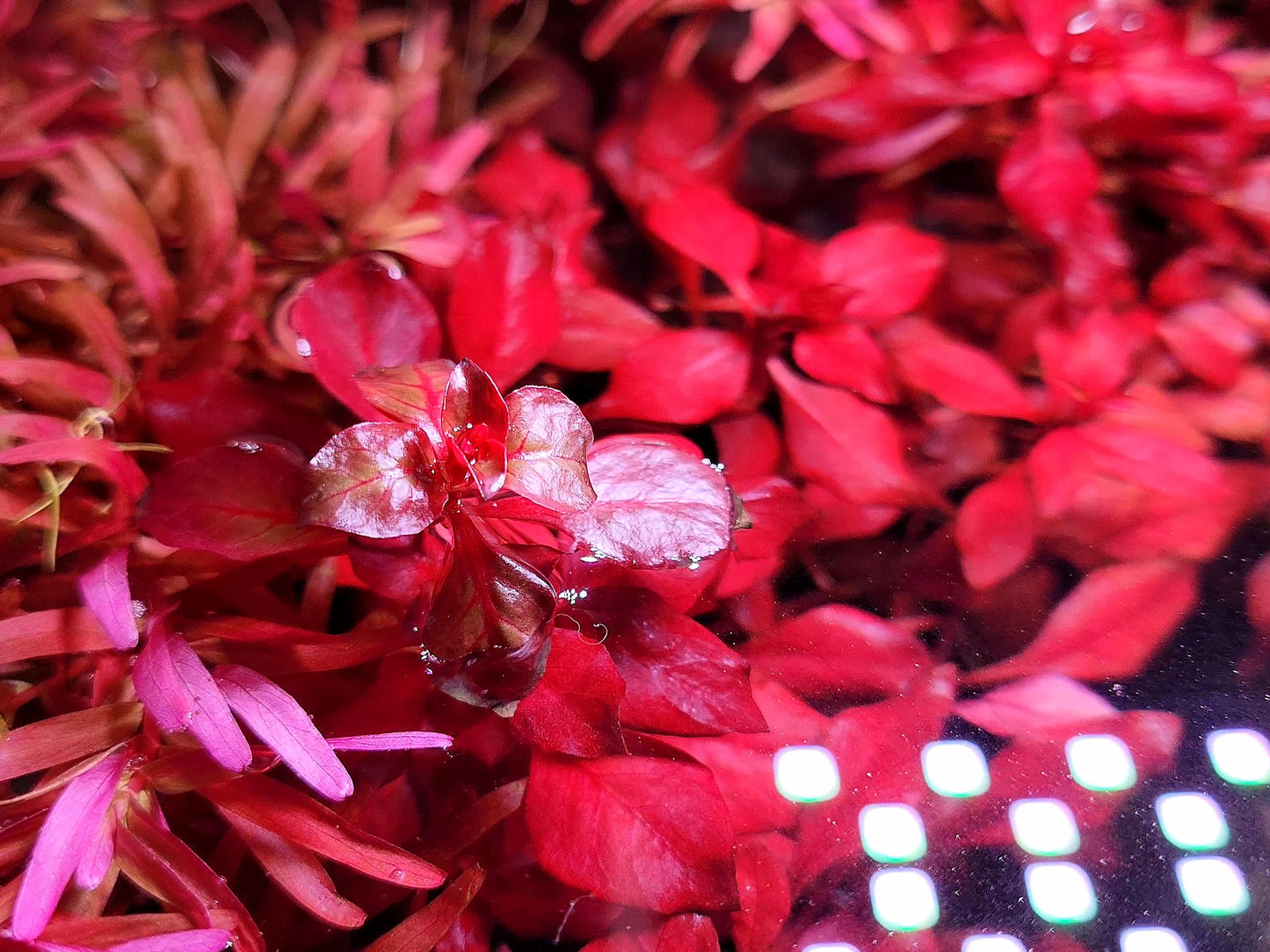 Ludwigia Natans/ Ludwigia Super Red
