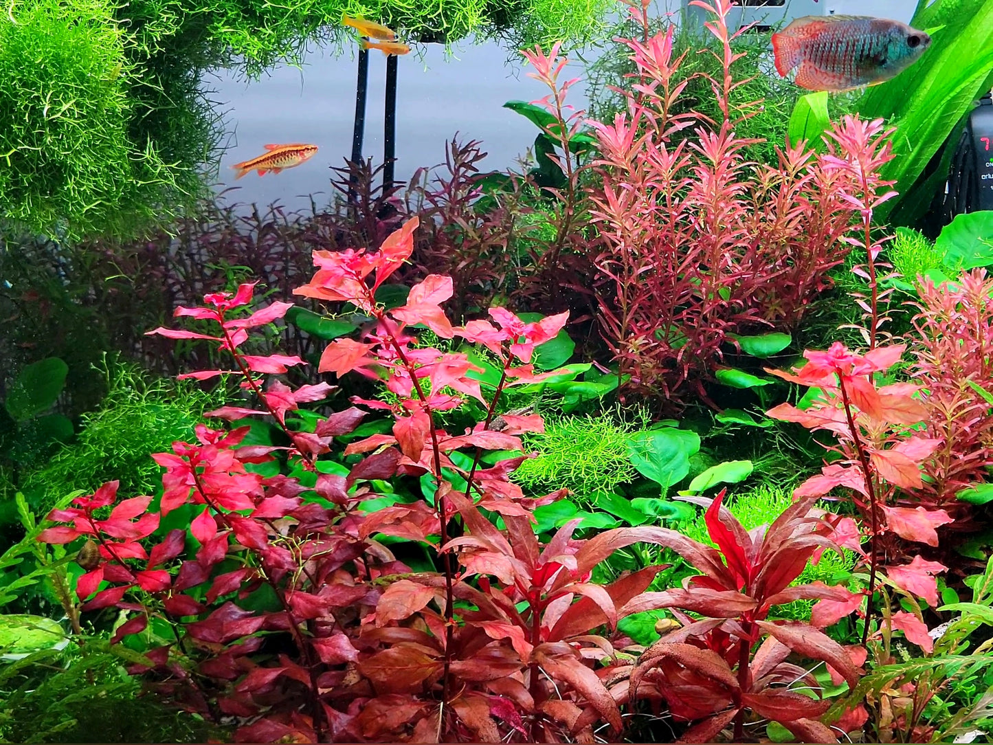 Ludwigia Natans/ Ludwigia Super Red