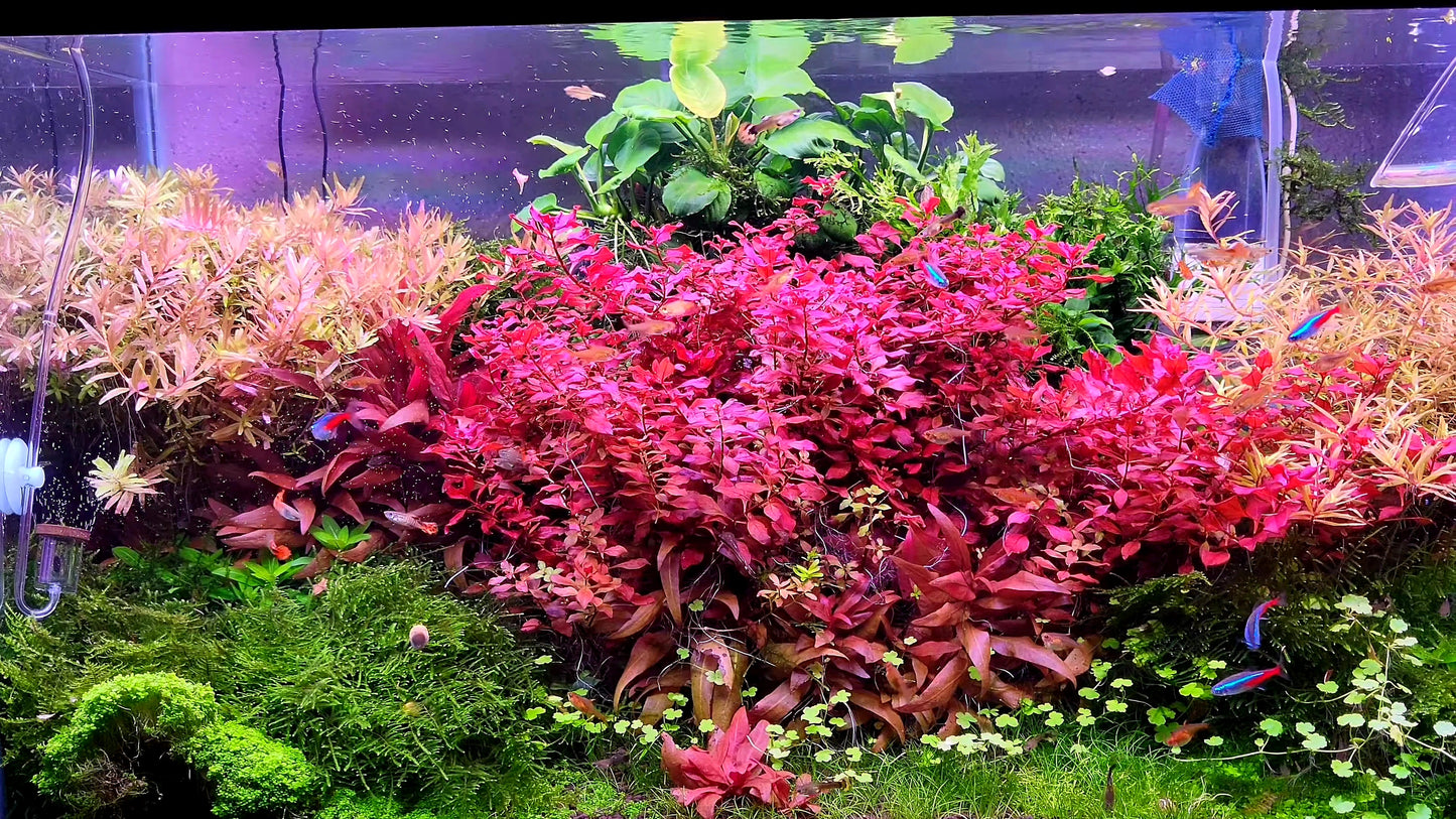 Ludwigia Natans/ Ludwigia Super Red