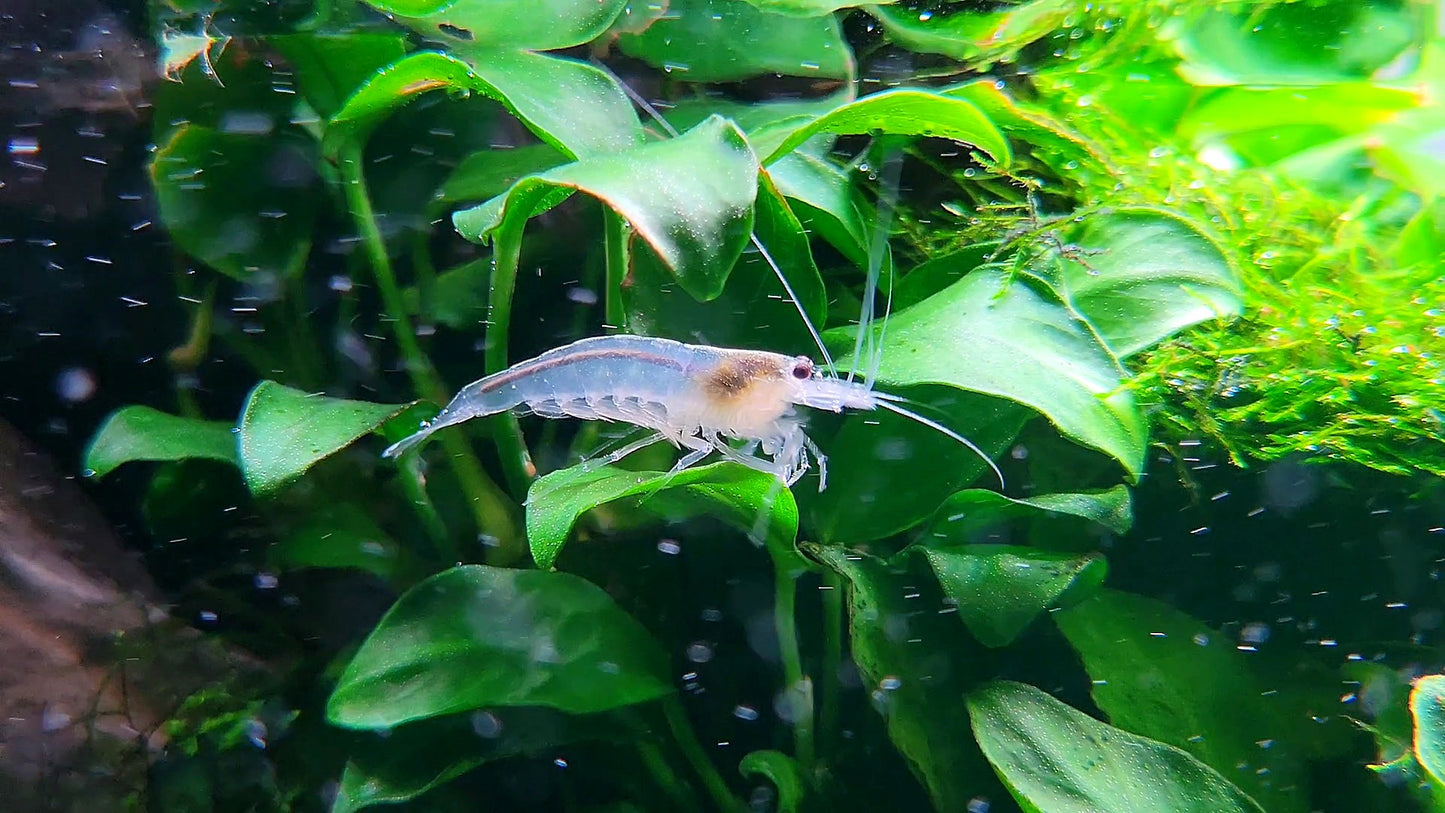 Anubias Nana Petite