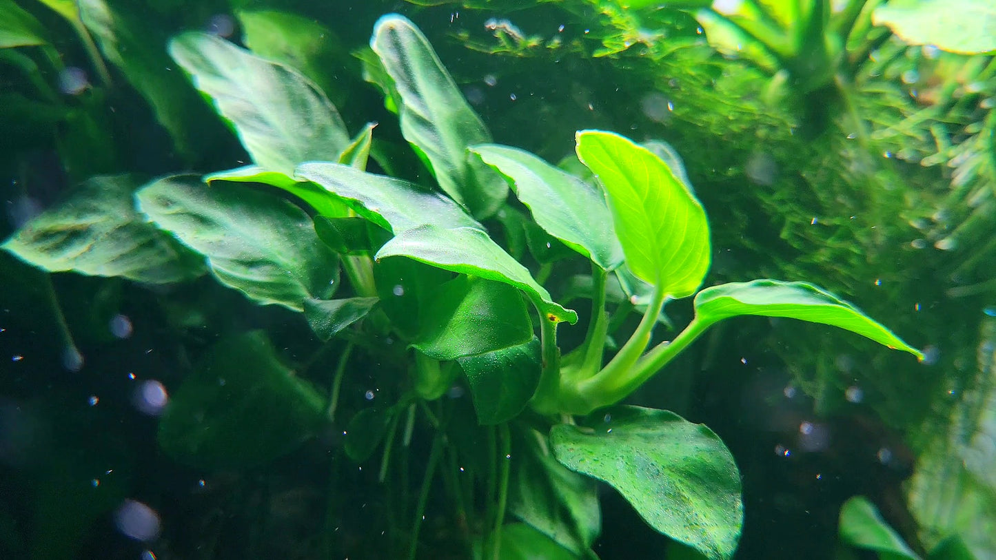 Anubias Nana Petite