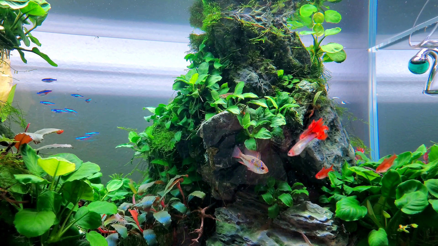 Anubias Nana Petite