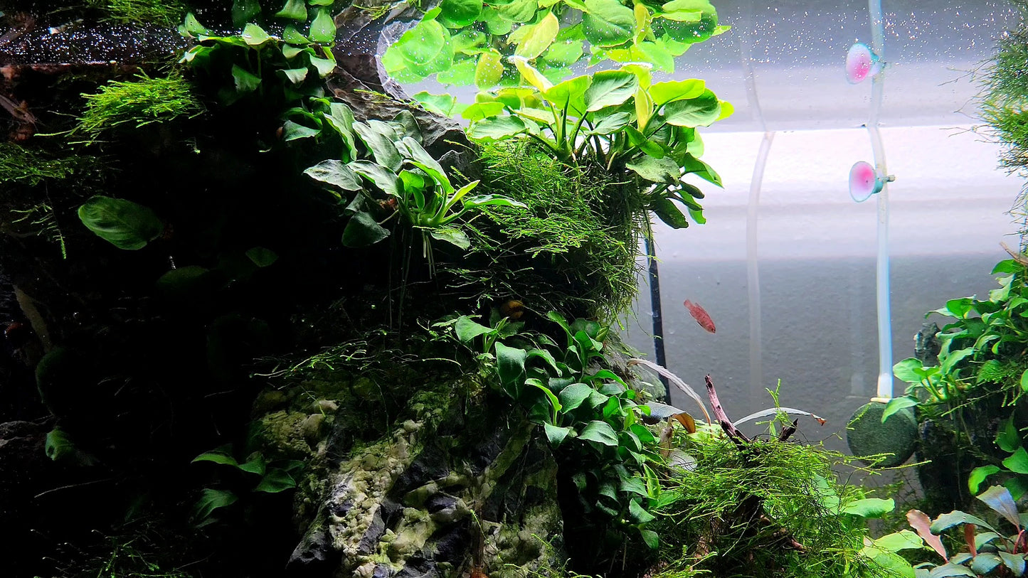 Anubias Barteri Round Leaf