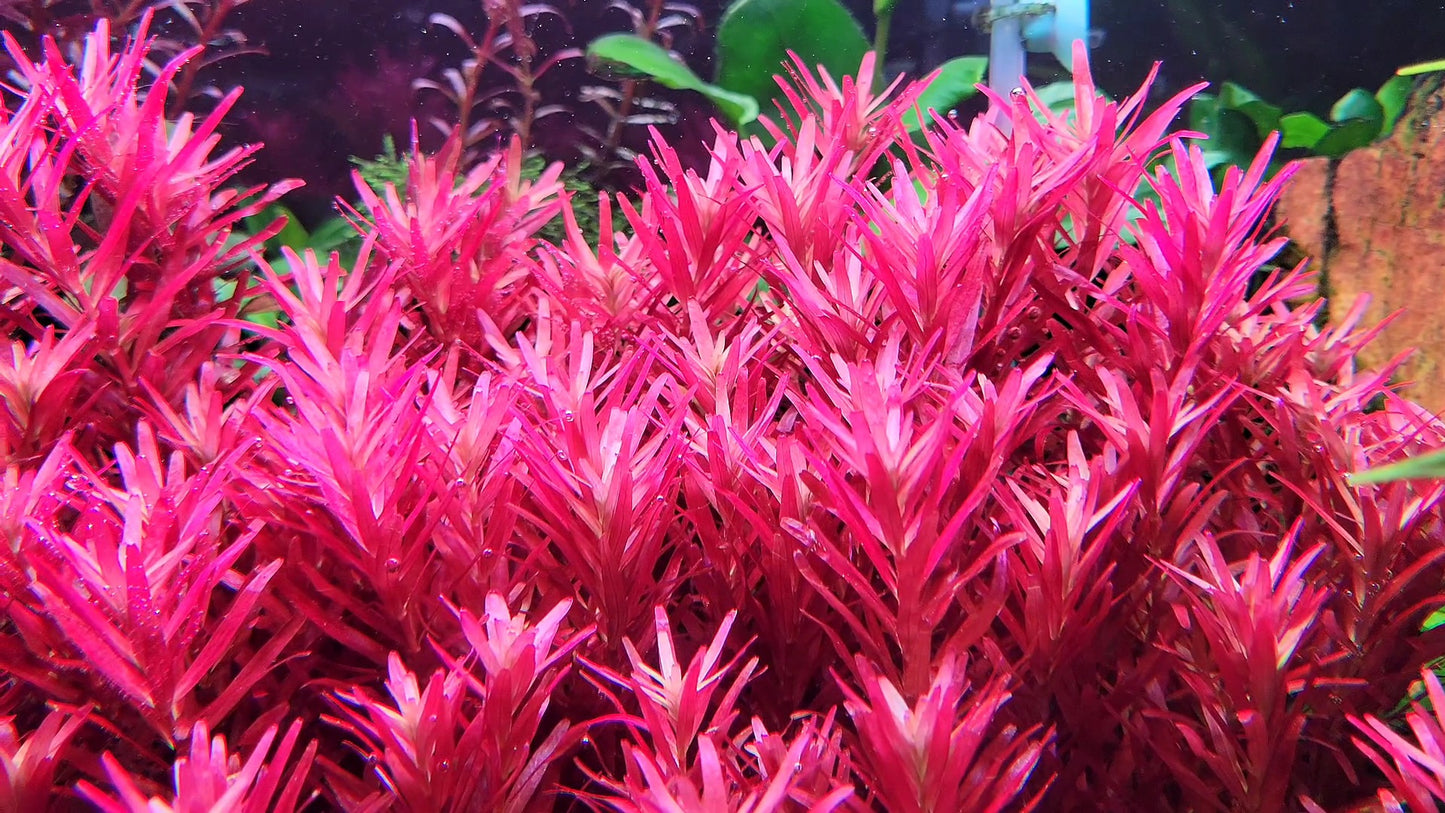 Rotala Narrow Leaf Sp. Red