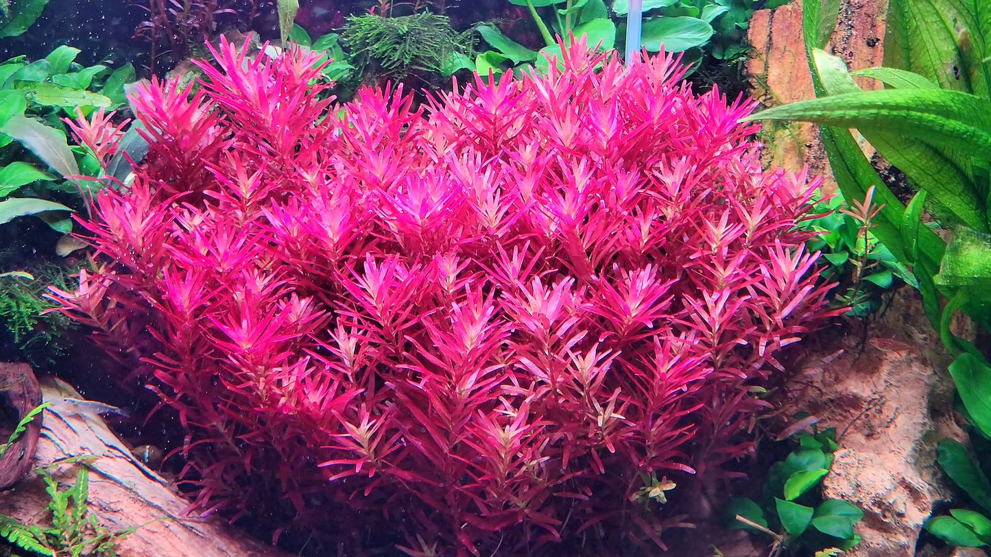 Rotala Narrow Leaf Sp. Red