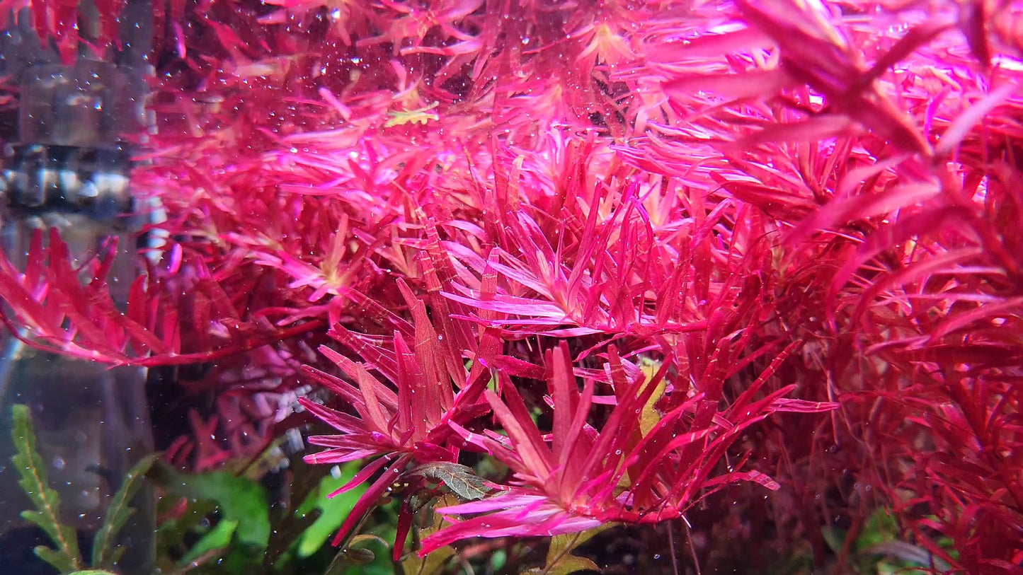 Rotala Narrow Leaf Sp. Red