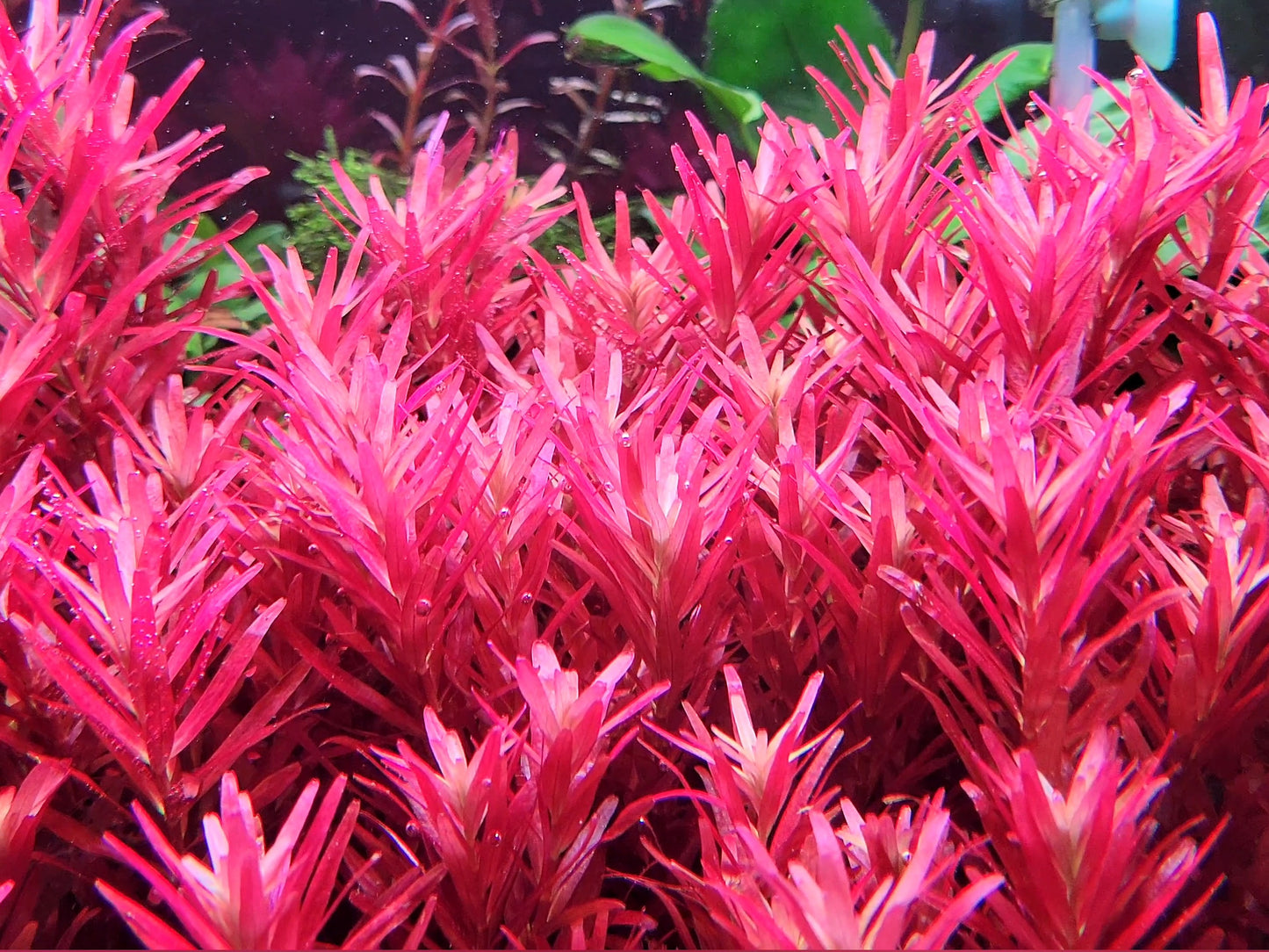 Rotala Narrow Leaf Sp. Red