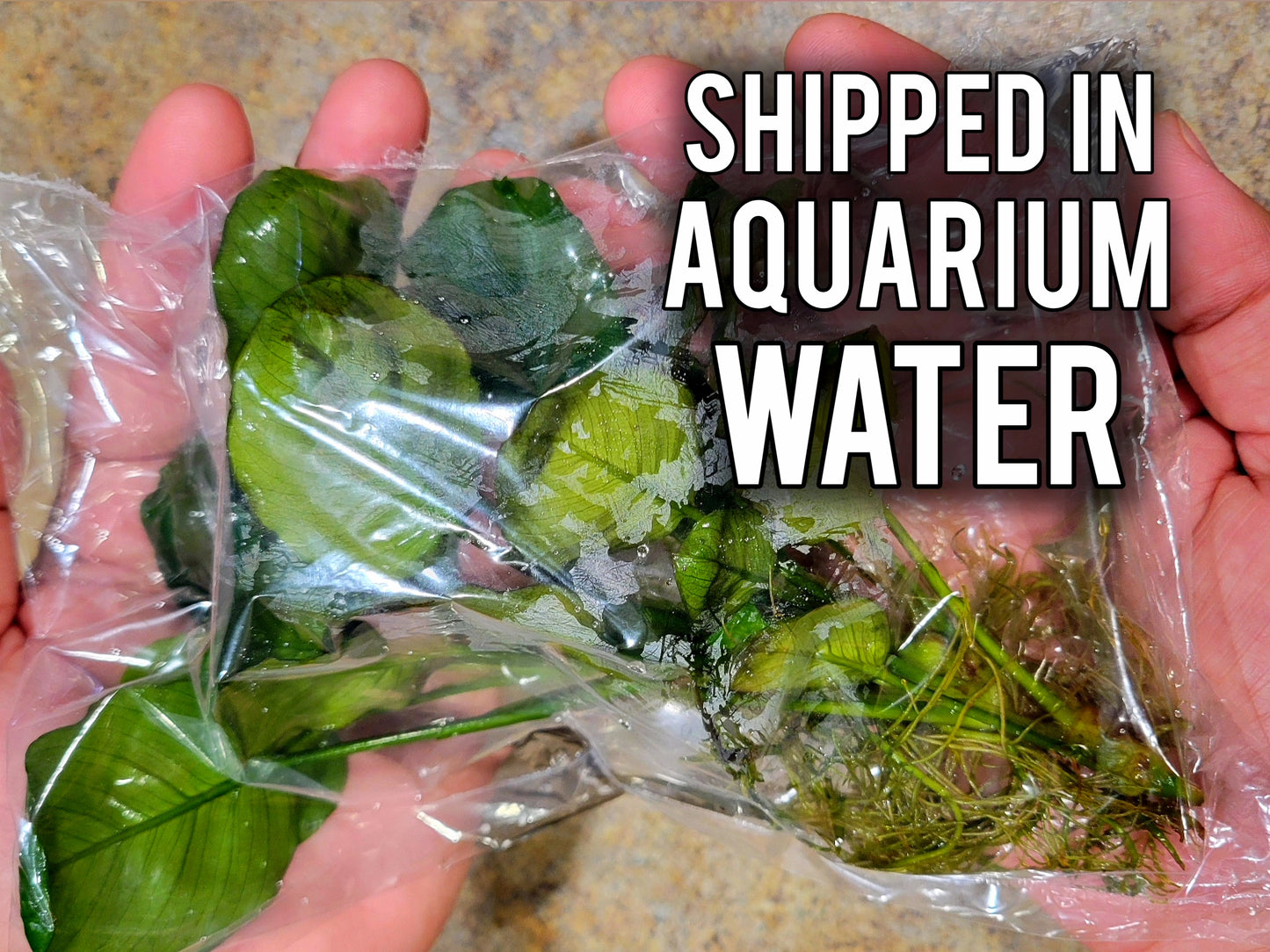 Anubias Barteri Round Leaf