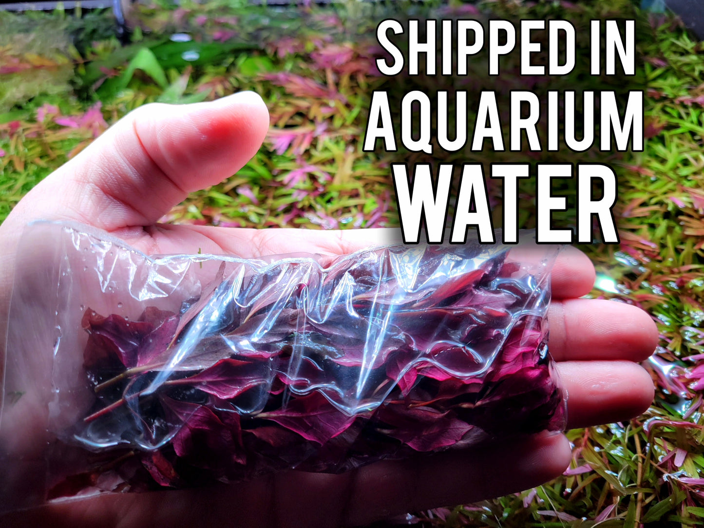 Ludwigia Natans/ Ludwigia Super Red