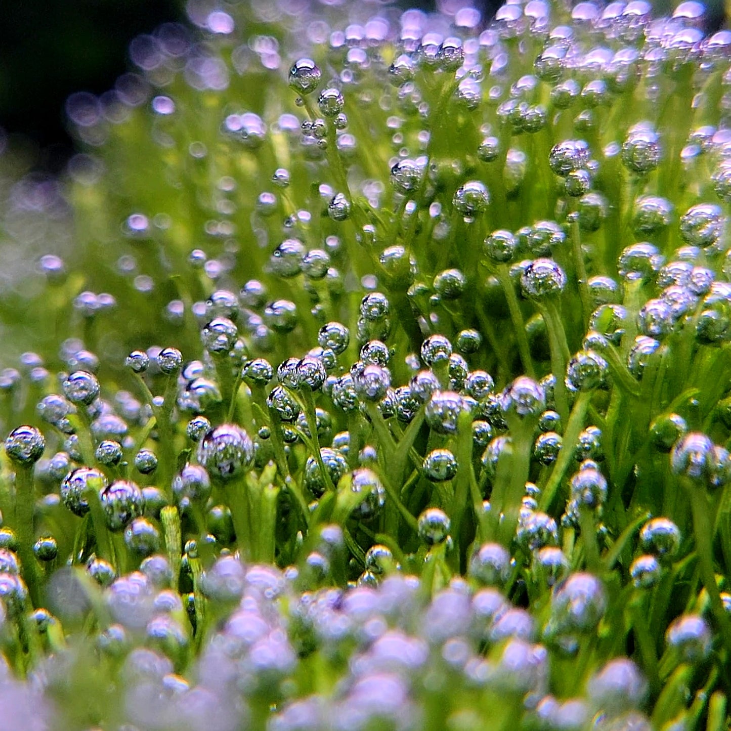 Riccia Fluitans/ Floating Crystalwort