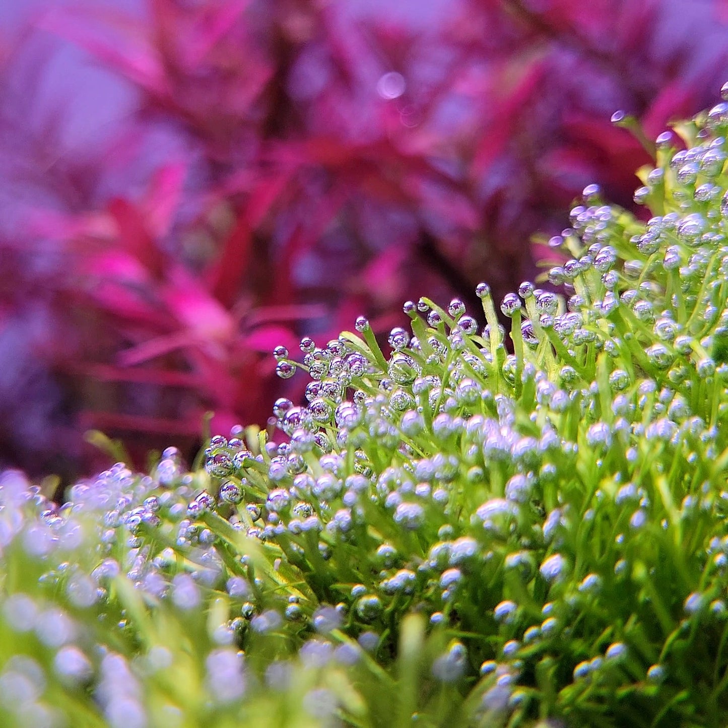 Riccia Fluitans/ Floating Crystalwort